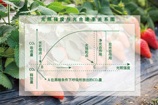光照度與光合（hé）速率關係圖（tú）