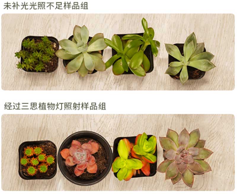 上海香蕉影视